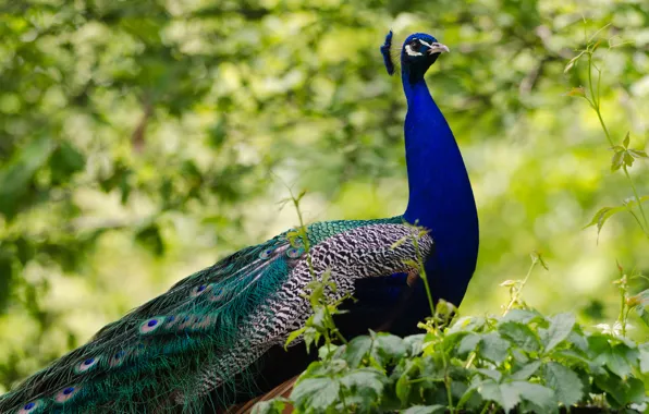Nature, peacock, walk, the bushes