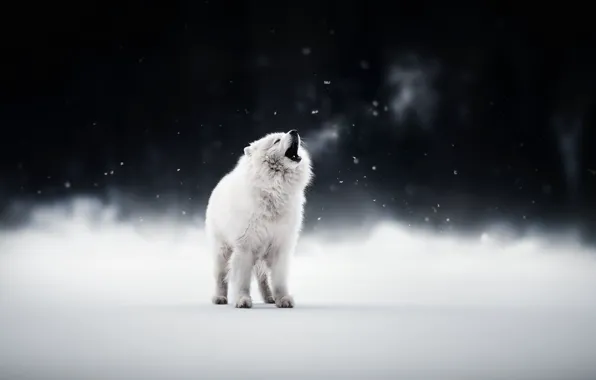 Picture winter, snow, dogs, pets, Samoyed, white dog, cute animals