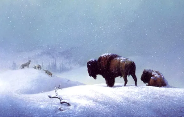 Picture art, wolves, buffalo, the last stand