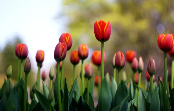Picture flowers, red, spring, tulips, flowerbed, bokeh