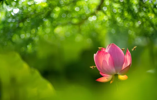 Flower, bees, Lotus