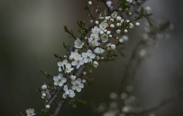 Nature, cherry, background, spring, the gardens are blooming