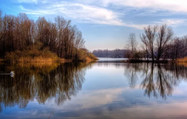 Forest, lake, calm, Swan