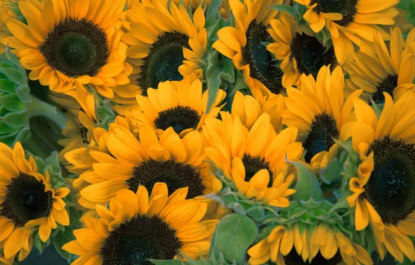 Picture sunflowers, yellow, petals