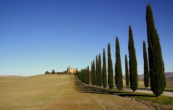 Road, field, trees, nature