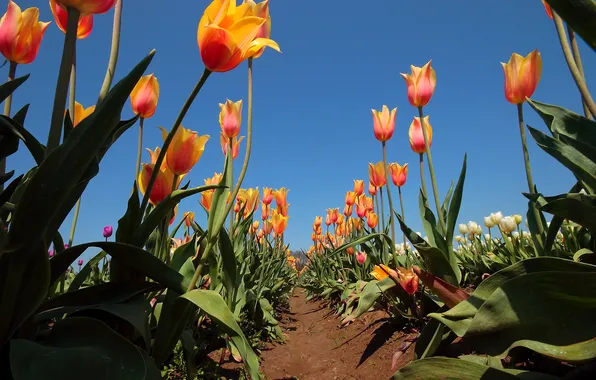 Picture field, the sky, leaves, the sun, tulips, the beds