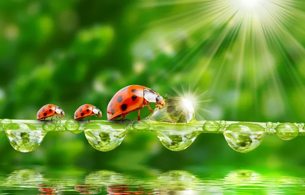 Greens, water, drops, nature, the rays of the sun, nature, water, ladybugs