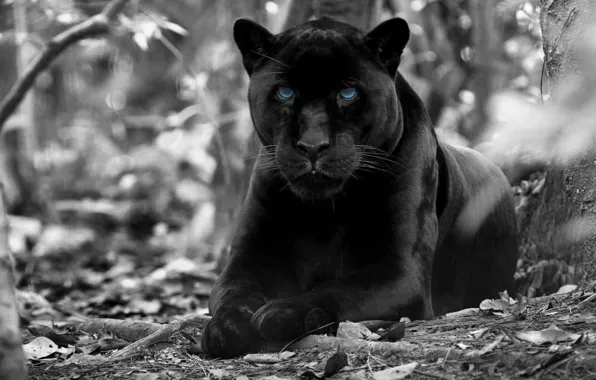 Picture forest, animals, blue eyes, black and white, wildlife, black panther