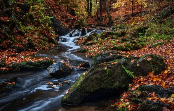 Picture autumn, forest, stream, stones, Germany, Germany, fallen leaves, Saxony