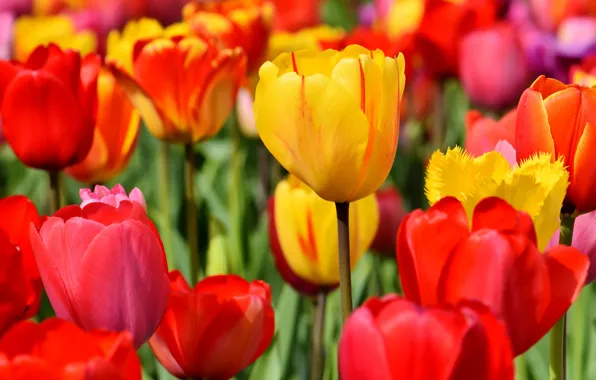 Picture field, leaves, flowers, yellow, red, bright, positive, spring