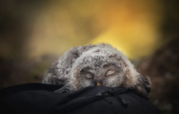 Picture yellow, nature, pose, background, stay, owl, bird, sleep