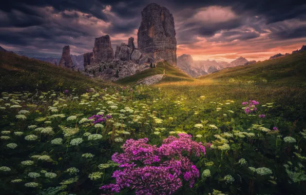 Field, flowers, mountains, rocks