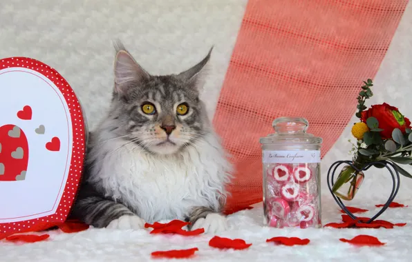 Picture cat, cat, look, face, flowers, grey, background, holiday