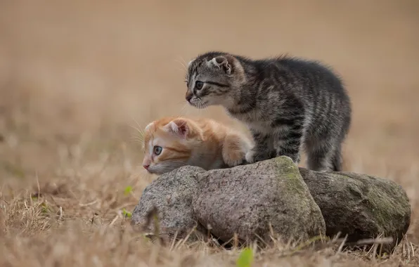 Look, cats, pose, kitty, kittens, a couple, two kittens, faces
