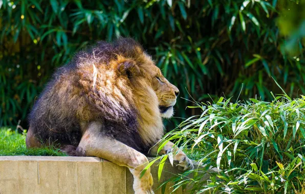 GRASS, LEO, GREENS, FACE, MANE, PREDATOR, photographer Sergey Galyonkin