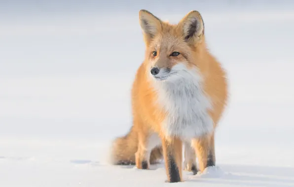 Winter, look, face, snow, nature, pose, Fox, the snow