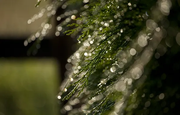 Picture grass, macro, Rosa, glare, bokeh