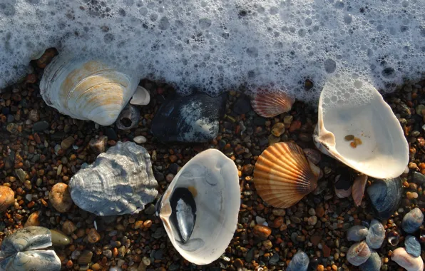 Foam, shell, sea, stones