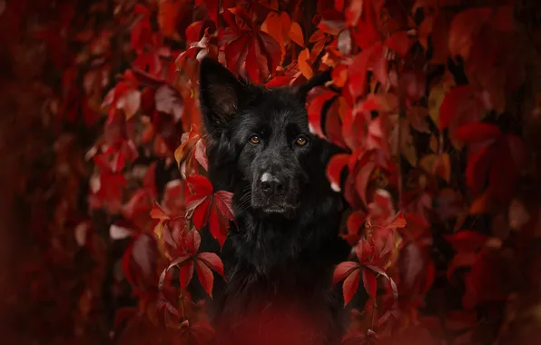 Picture autumn, look, face, red leaves, German shepherd