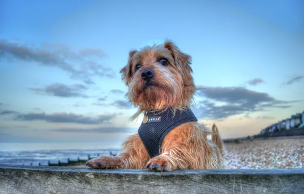 Sea, portrait, dog, doggie, The Norfolk Terrier