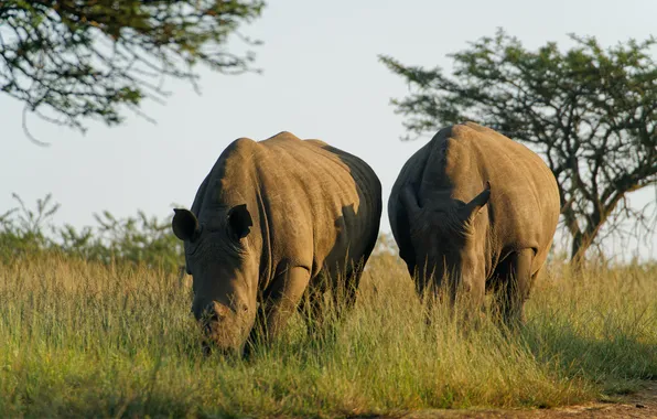 Grass, Rhino, wildlife