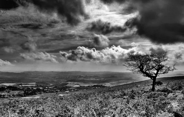 Tree, black and white, Clouds