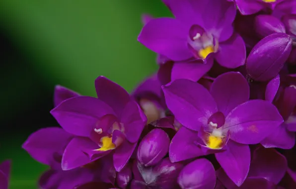Macro, petals, purple, Orchid