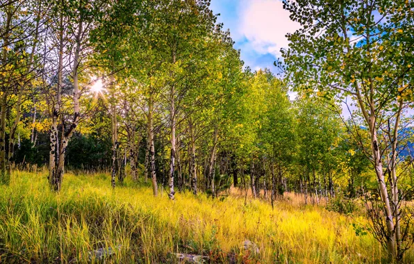 Autumn, forest, grass, birch, grove, the rays of the sun