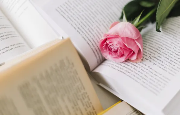 Flower, pink, rose, books, Bud, rose, flower, pink