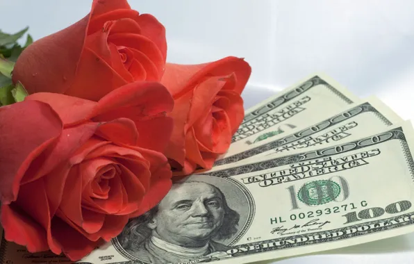 Roses, money, dollars, currency