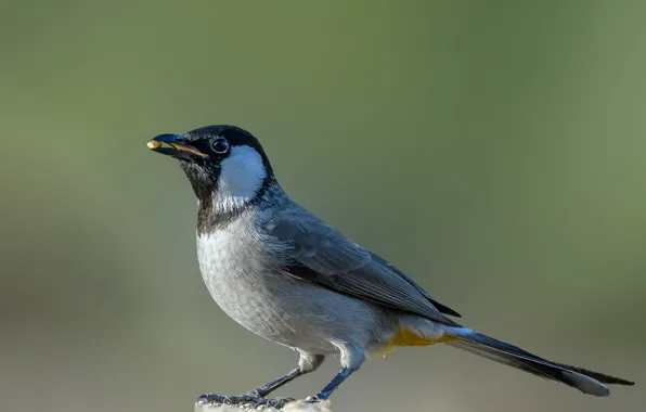 Bird, column, white eared Bulbul