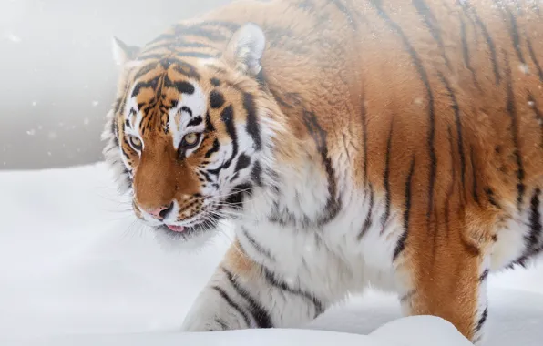 Winter, language, look, face, snow, tiger, background, walk