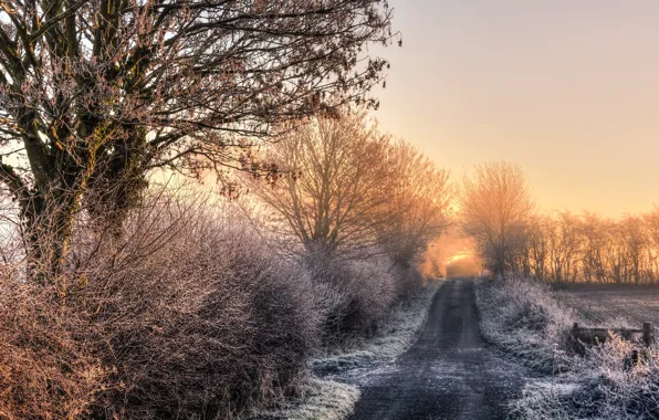 Road, trees, nature, morning