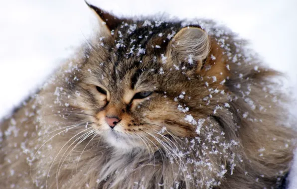 Winter, snow, snowflakes, giant