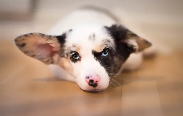 Picture look, puppy, ears, face, doggie, Welsh Corgi cardigan