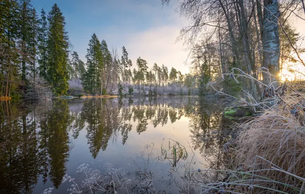 Forest, the sky, water, the sun, trees, reflection, river, the bushes