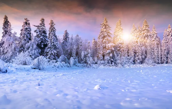 Winter, the sun, snow, tree, landscape, winter, snow