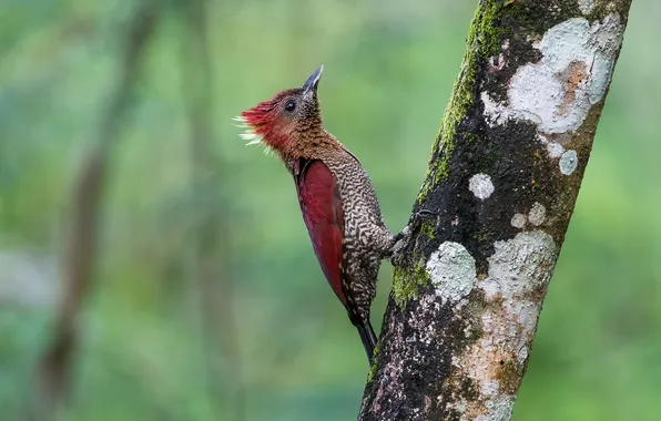 Background, tree, bird, banded woodpecker