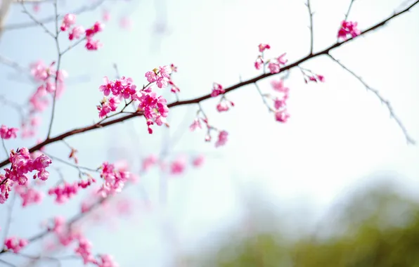 Picture flower, sakura, spring
