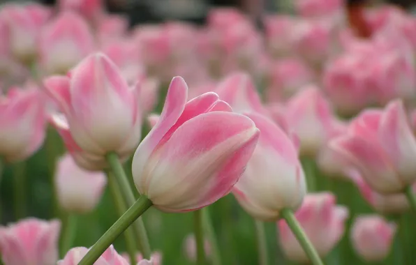 Flowers, spring, Tulip