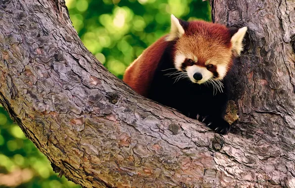 Tree, Panda, bark, firefox, red, bokeh, evil, small