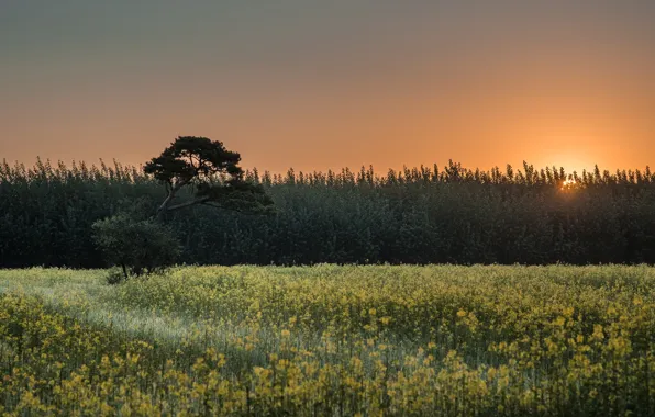Field, summer, the sky, the sun, rays, light, sunset, flowers
