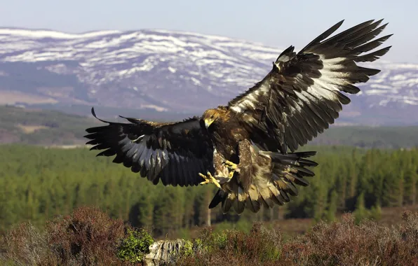 Picture bird, wings, predator, flight, Golden eagle, Golden Eagle