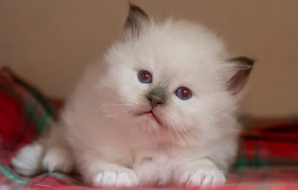 Cat, white, look, pose, kitty, portrait, baby, muzzle