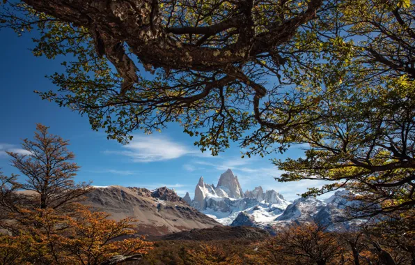 Trees, mountains, branches, Argentina, Argentina, Patagonia, Patagonia, mount Fitzroy