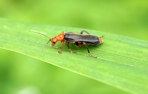 Insects, nature, beetle, beetle, beetle-firefighter