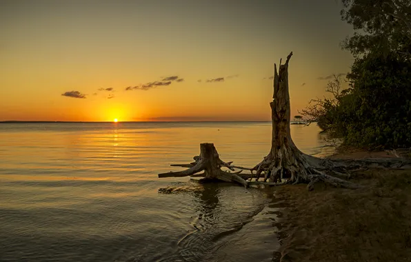The sky, the sun, sunset, tree, shore, stump, stumps, pond