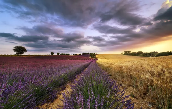 Field, summer, the sky, nature