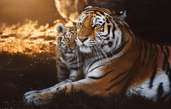 Picture tiger, tigress, tiger