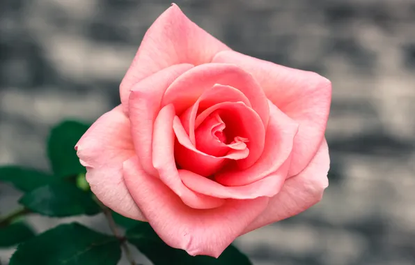 Flower, leaves, macro, pink, rose, grey background